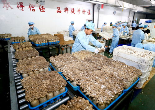 青島即墨區 生物科技驅動工廠化食用菌栽培，暢銷海外市場