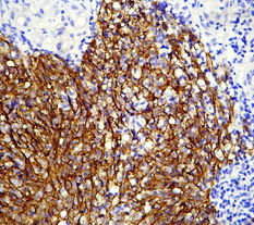 廣州深達生物制品技術 創新驅動，引領生物科技新未來